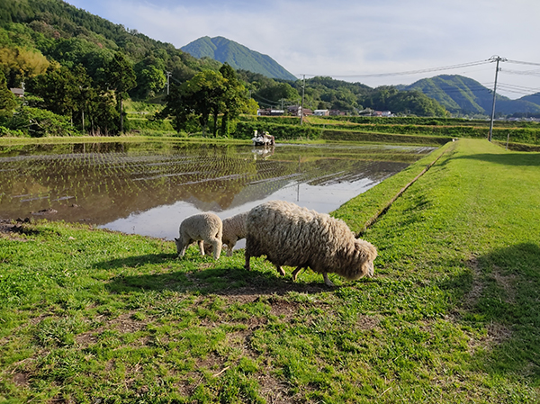 画像